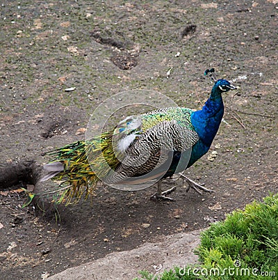 Peacock beautiful purple color walks the earth Nature, ornithology, Stock Photo