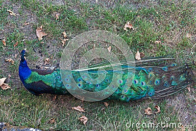 Peacock , beautiful representative exemplar of male peacock Stock Photo