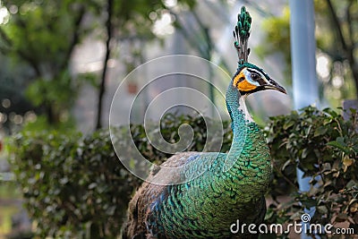 Peacock the beauty in Nature Stock Photo