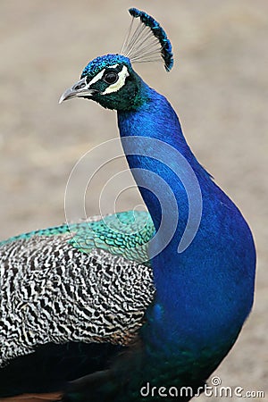 Peacock Bird Stock Photo