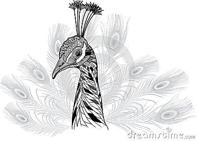 Peacock bird head as symbol for mascot or emblem design Vector Illustration