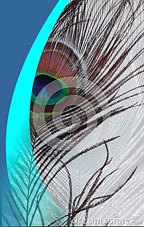 Peacock father with abstract vector blue shaded Background. Vector Illustration. Vector Illustration