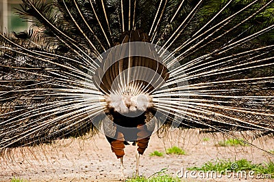 Peacock Stock Photo