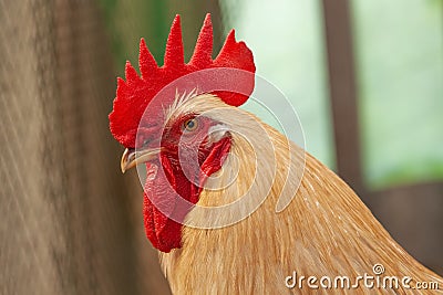 Peacock with bright red crest and chicken yard on the background macro Stock Photo