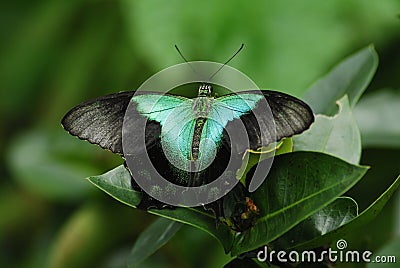 Peacock Butterfly Stock Photo