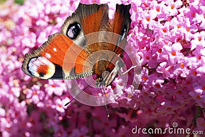 Peacock butterfly Aglais io on Buddleia Stock Photo