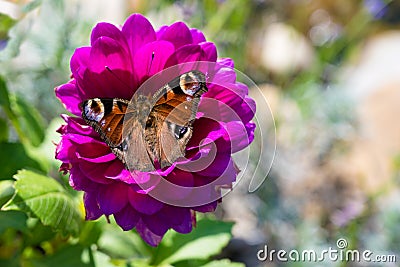 Peacock butterfly, aglais io, european peacock butterfly on pink dahlia flower. very sharp photo Stock Photo