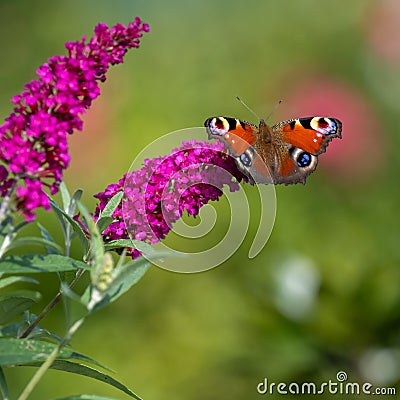 Peacock butterfly - aglais io - on flowering pink butterflybush - Buddleja davidii - in garden. Stock Photo