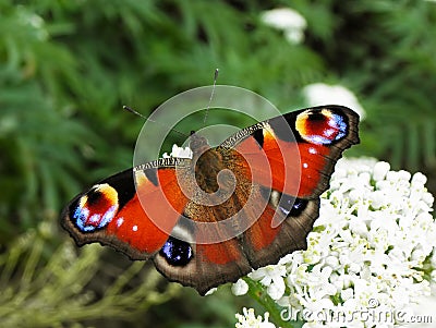 Peacock butterfly , Aglais io Stock Photo