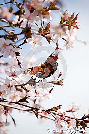 Peacock butterfly in cherry blossom Stock Photo
