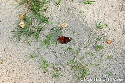 Peacock butterfly colourful aglais io on beach sand grass Stock Photo