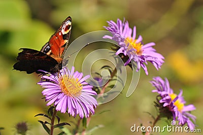 Peacock butterfly Stock Photo