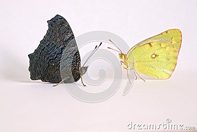 Peacock butterfly and pieridae butterfly Stock Photo