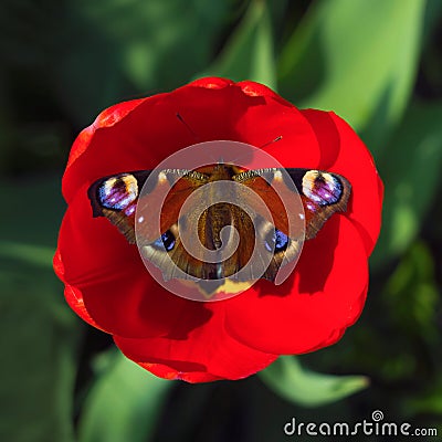 Peacock butterfly resting on a red Tulip flower on a green blurred background. Sunny summer day. Macro photo, top view close up Stock Photo