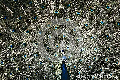 Peacock cartwheeling - Peacock Parade Stock Photo