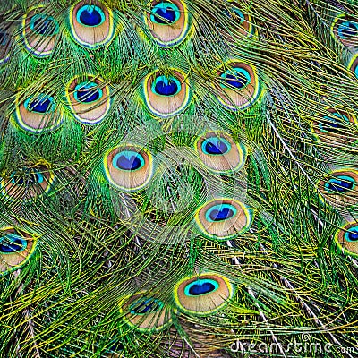 Peacock - Close-up of Tail Feathers Stock Photo