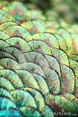 Peacock detail Stock Photo