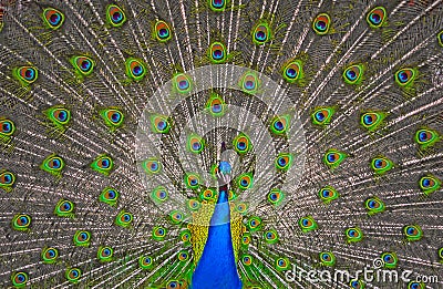 Peacock display Stock Photo