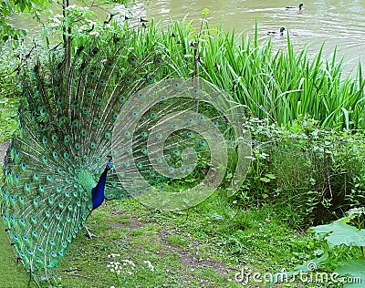 Peacock Displaying Stock Photo