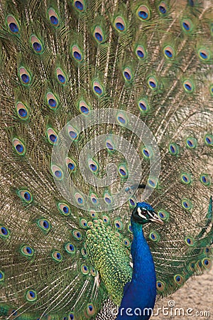 Peacock displaying plumage Stock Photo