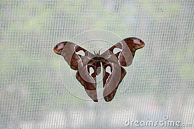 The Peacock Eye butterfly differs in the pattern on the wings Stock Photo