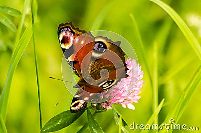 Butterfly on clover Stock Photo