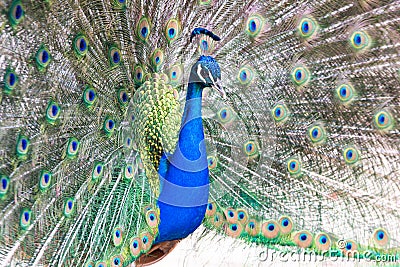Peacock with fanned out tail Stock Photo