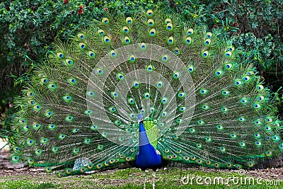 Peacock with fanned tail Stock Photo