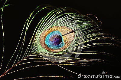 Peacock feather Stock Photo