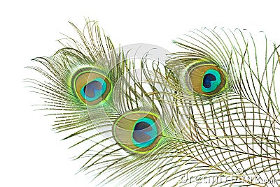 Peacock feather Stock Photo