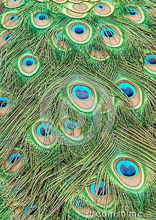 Peacock Feather Close up Stock Photo