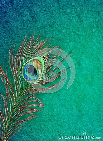 Peacock feather grungy background Stock Photo