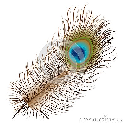 Peacock feather Vector Illustration