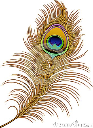 Peacock Feather Vector Illustration