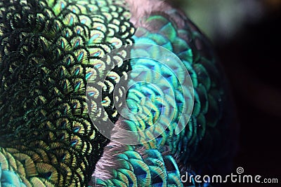 Peacock feather patterns Stock Photo