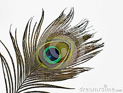 Peacock Feather Stock Photo