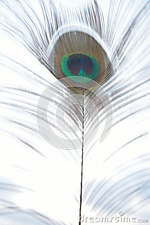 Peacock feather in vibrant colours Stock Photo