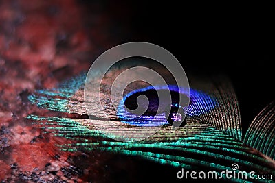 Abstract photography of eye of peacock feather with a water drop Stock Photo