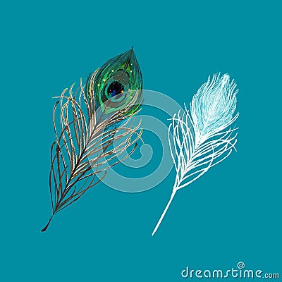 Peacock feather on a white background. Vector Illustration Stock Photo