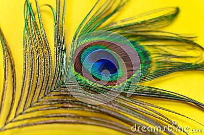Peacock feather on a yellow background, close-up. Trend bright colors. Space for text Stock Photo