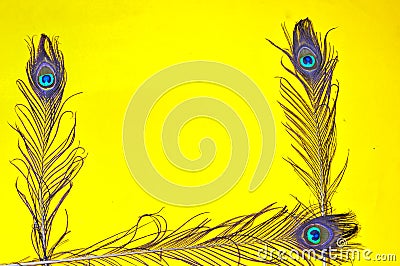 Peacock feather on yellow background, top view. yellow bright colors. Space for text,Bright peacock feathers on color background, Stock Photo