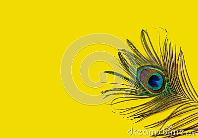 Peacock feather on a yellow background, top view, flat lay. Trend bright colors. Space for text Stock Photo