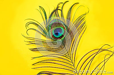 Peacock feather on a yellow background, top view, flat lay. Trend bright colors. Space for text Stock Photo