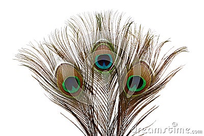 Peacock Feathers Stock Photo