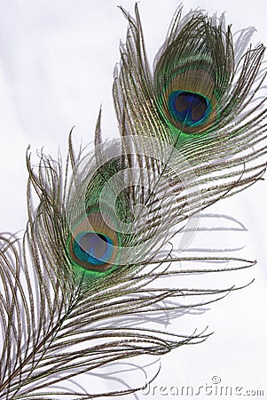 Peacock feathers Stock Photo