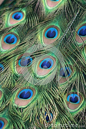 Peacock Feathers Stock Photo