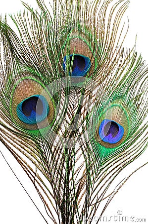 Peacock feathers Stock Photo