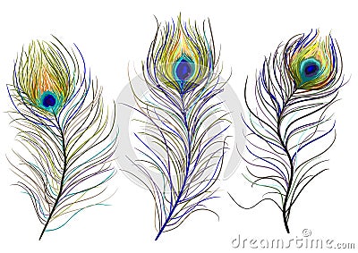 Peacock Feathers Royalty Free Stock Image - Image: 13529796