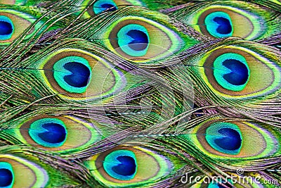 Peacock feathers Stock Photo