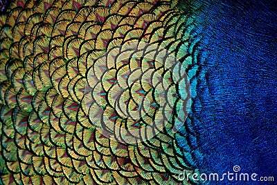 Peacock Feathers Close-Up Stock Photo